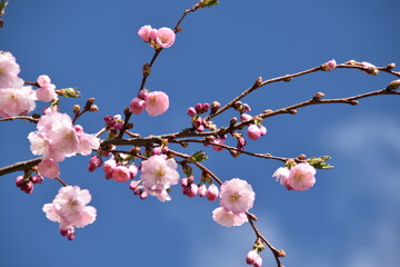 The flowers of a cherry tree are blossoming outdoors in bright and sunny spring day. 