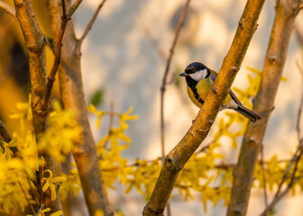 great tit on a branch