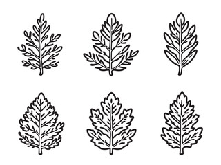 Elegant Fir Leaf Outline for Nature Inspired Designs 