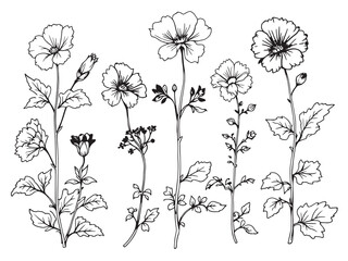 Elegant Geranium Line Art Floral Design for Minimalist Decor 
