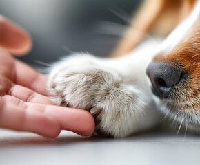 A close-up of a human hand and a paw touching gently on a white tabletop