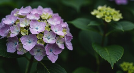 Captivating hydrangea bloom showcasing delicate hues against lush foliage