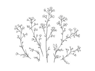 Elegant Gypsophila Flower Line Art Design for Creative Projects