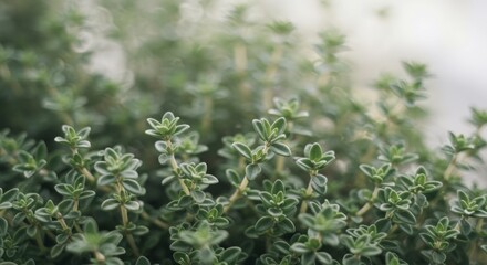 Close-up of Thyme Plant Growing in Garden with Soft, Natural Light