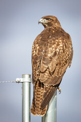 Red Tailed Hawk - Las Gallinas Wildlife Ponds, Marin County 