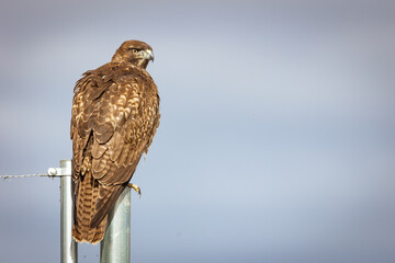 Red Tailed Hawk - Las Gallinas Wildlife Ponds, Marin County 