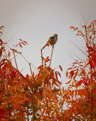 Bird on Red Autumn Leaves 