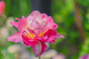 イングリッシュガーデンの美しい風景