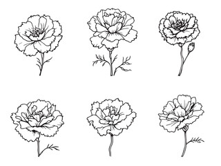 Elegant Line Art of Carnation Flower in Detailed Design 
