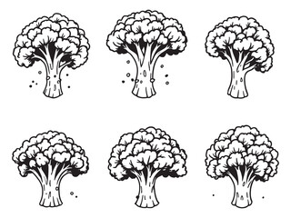 Fresh broccolini sketch organic vegetable black outline