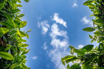 green leaves against blue sky