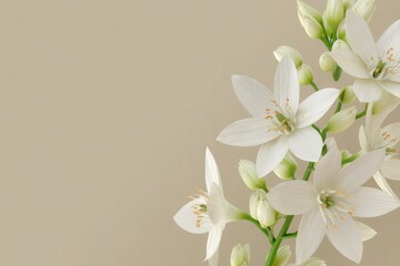 Fototapeta premium Elegant floral arrangement featuring white star of Bethlehem flowers against a soft beige background creating a serene and minimalist botanical composition with a clean aesthetic