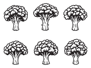 Fresh organic broccoli hand drawn line art