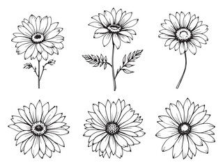 Gaillardia flower botanical line art drawing illustration