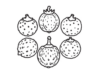 Gooseberry fruit outline drawing for natural themes 