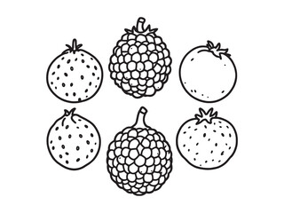 Gooseberry line art illustration for botanical design 