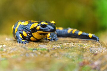 Detail of Fire Salamander on the stone, Salamandra salamandra. Black and yellow spotted amphibian. Wild European venomous animal from rainforest. Wildlife scene from nature in the mountains