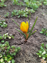 Bright yellow crocus flower blooming from soil in springtime garden