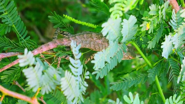 lizards Draco dussumieri in  tree branch