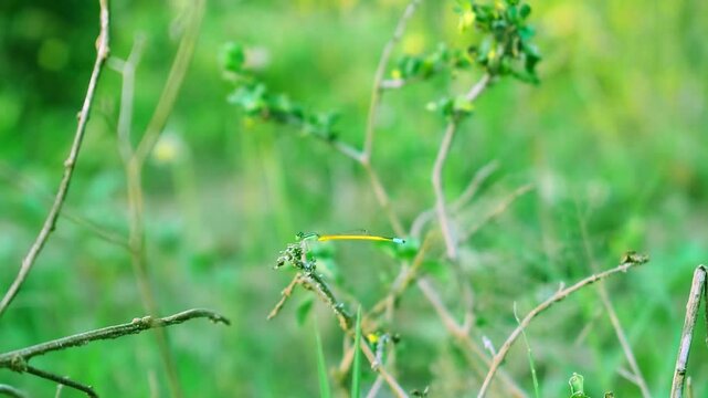 close up of dragonfly and green grass