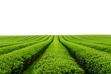 Rows of vibrant green tea plants in a vast field.