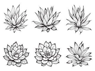 Ice Plant Minimalistic Line Art Vector Illustration 