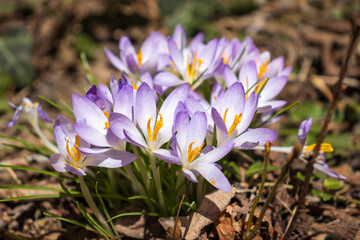 Close up of a patch of purple crocuses in bloom in spring on a bright sunny day..