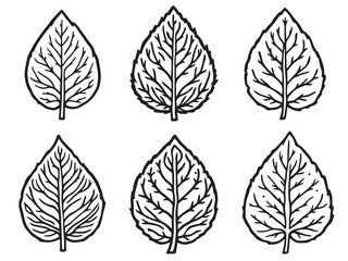 Obraz premium Intricate Line Art Illustration of False Solomon Seal Leaf Design 