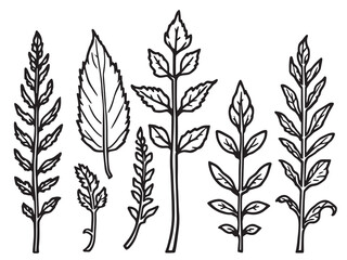 Intricate Line Art Illustration of False Solomon Seal Leaf Design 