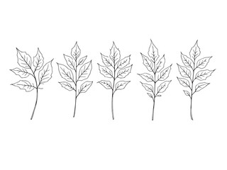 Fototapeta premium Intricate Line Art of Brahmi Leaf in Simple Vector Design