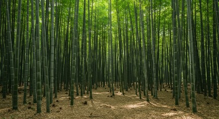 Fototapeta premium Serene Bamboo Forest: Tranquil Greenery and Natural Light Ambience