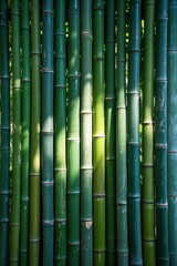 Obraz premium a close up of a bunch of green bamboo stalks with sunlight shining on them