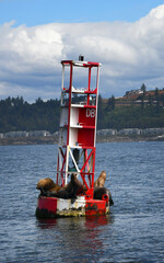 Absorbing Warmth of Sun on Buoy