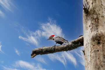 Pileated Woodpecker, Dryocopus pileatus, perched on a branch of a dead tree in Southeastern Texas.