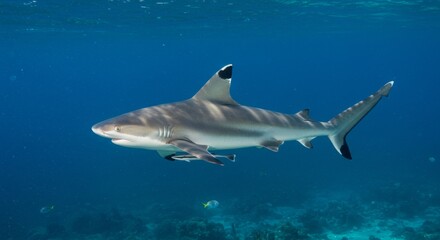 Obraz premium Blacktip reef shark cruising through tranquil blue oceanic waters