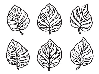 Minimalist Bauhinia Leaf Drawing in Botanical Style