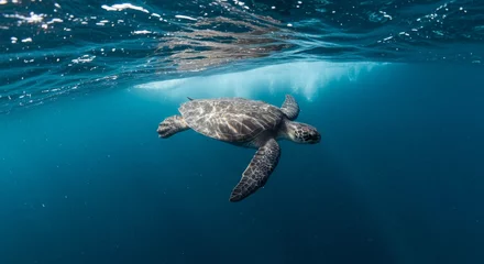 Fotobehang Sea Turtle Swimming Freely in Tranquil Blue Waters of the Open Ocean © roxarion