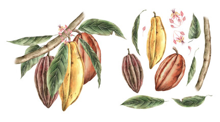 Cacao tree branch with leaves and three brown, orange and yellow fruits, pink flowers. Watercolor botanical exploded illustration for food packaging, book illustrations, confectionery branding.