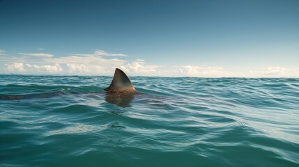 Fototapeta premium Shark Fin Emerges Turquoise Ocean Waters Marine Life Discovery Undersea World Apex Predator Graceful Movement Ocean Depths Conservation Awarenes lowercase 