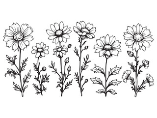 Minimalist Cornflower Illustration for Modern Graphic Design 