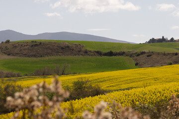 Vast field of yellow wildflowers in full bloom, creating a vibrant natural carpet under soft sunlight. A beautiful representation of springtime in the countryside.