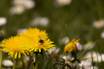 Macro shot of a bumblebee collecting nectar from a bright yellow dandelion flower. A detailed view of pollination in action, symbolizing the beauty and importance of biodiversity.