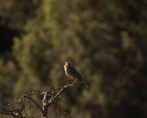 Small brown bird – Emberiza calandra perched on a lichen-covered branch, surrounded by a soft forest background. A peaceful moment in nature captured with warm, natural lighting.