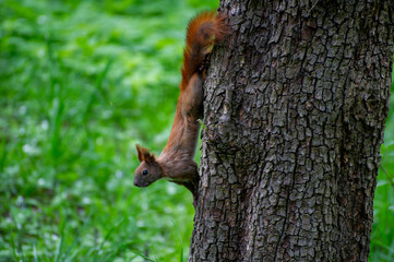 squirrel on a tree