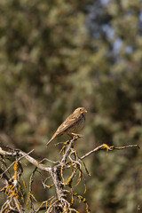 Small brown bird – Emberiza calandra perched on a lichen-covered branch, surrounded by a soft forest background. A peaceful moment in nature captured with warm, natural lighting.