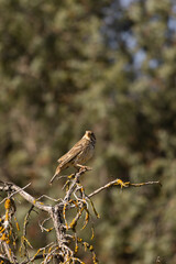 Small brown bird – Emberiza calandra perched on a lichen-covered branch, surrounded by a soft forest background. A peaceful moment in nature captured with warm, natural lighting.