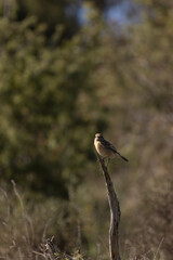 Small brown bird  &mdash; Saxicola rubetra, perched on a lichen-covered branch, surrounded by a soft forest background. A peaceful moment in nature captured with warm, natural lighting.