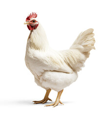White hen chicken Rhode Island White broiler poultry bird isolated transparent background farm animal red comb wattle feathers

