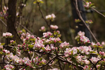 Branches filled with delicate pink and white blossoms in a spring garden. A beautiful and vibrant scene capturing the early bloom of fruit trees in soft natural light.