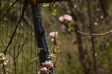 Branches filled with delicate pink and white blossoms in a spring garden. A beautiful and vibrant scene capturing the early bloom of fruit trees in soft natural light.